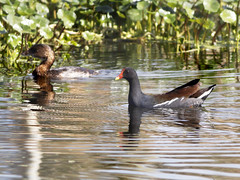 Common Gallinule and Pied-Billed Grebe