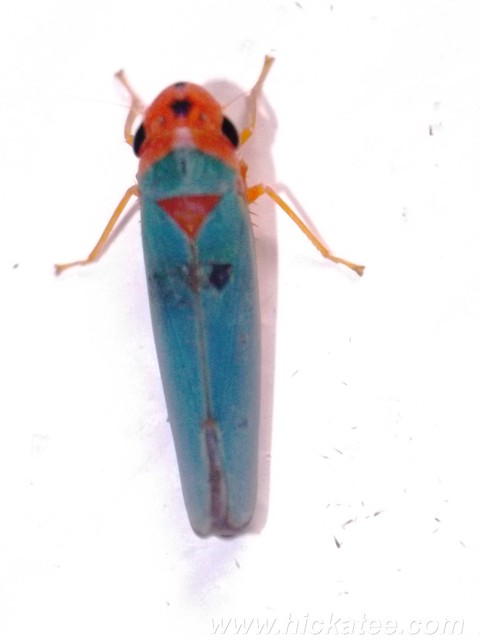 Leafhopper - family Cicadellidae