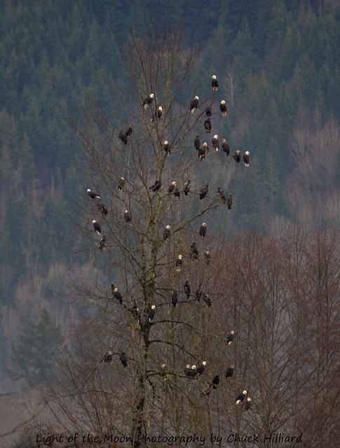 My most popular photo I have taken, 55 Eagles