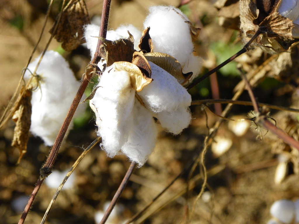 Cotton | Gepher Lopina | Flickr