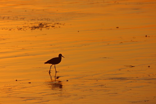 beach color orange sand sheen sunset bird sea seashore carpinteria ca sandyland ocean ©karolfranks okarolyahoocom
