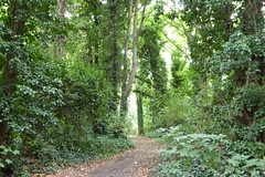 Path in the trees on Hounslow Heath