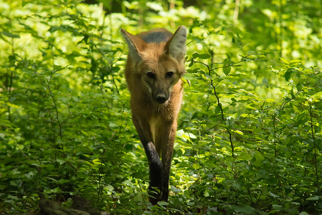 Zoo Branféré - Loup à crinière