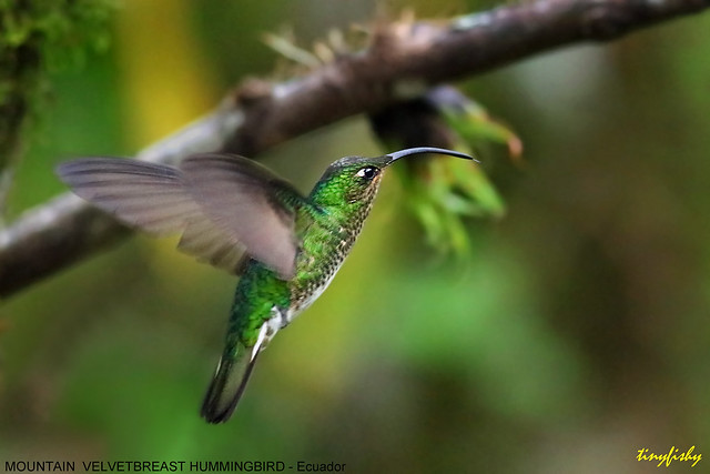 (643) Mountain Velvetbreast Hummingbird - [ Guango Lodge, Ecuador ]