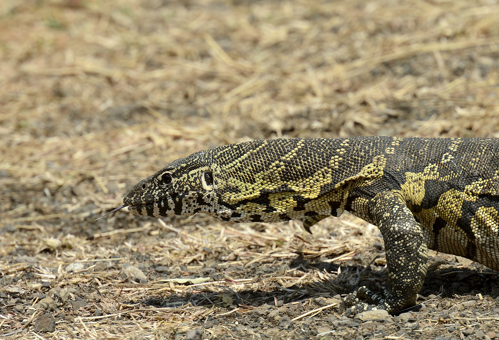 Nile monitor | Nijlvaraan 