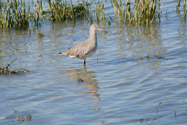 Willet a wading bird, public shoreline, Milbrae DSC_0763