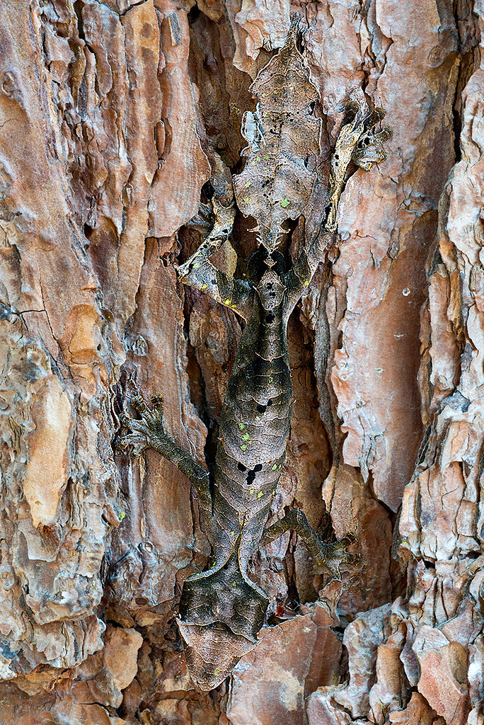 satanic leaf tailed gecko camouflage