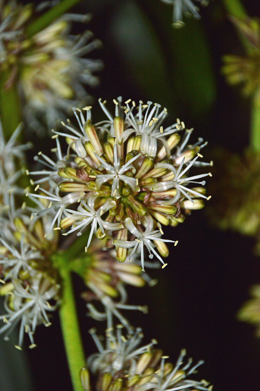 Dracaena fragrans  (L.) Ker Gawl Asparagaceae Nolinoideae-cornstalk dracaena, วาสนา