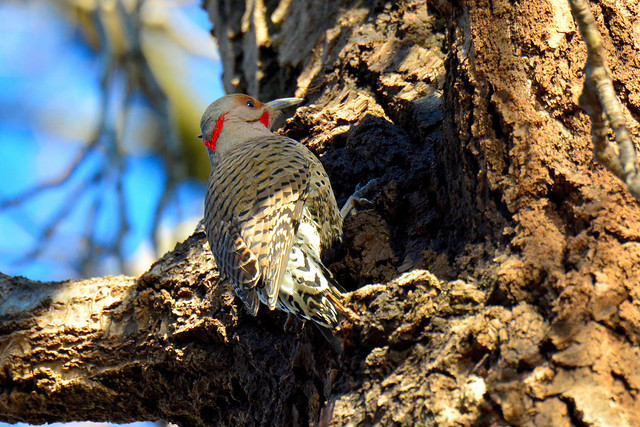 Northern Flicker, red x yellow-shafted integrade
