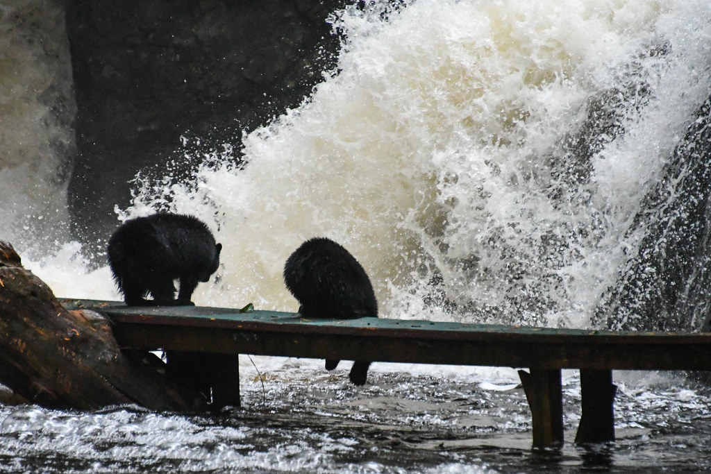Black bear cubs fishing Ucluelet