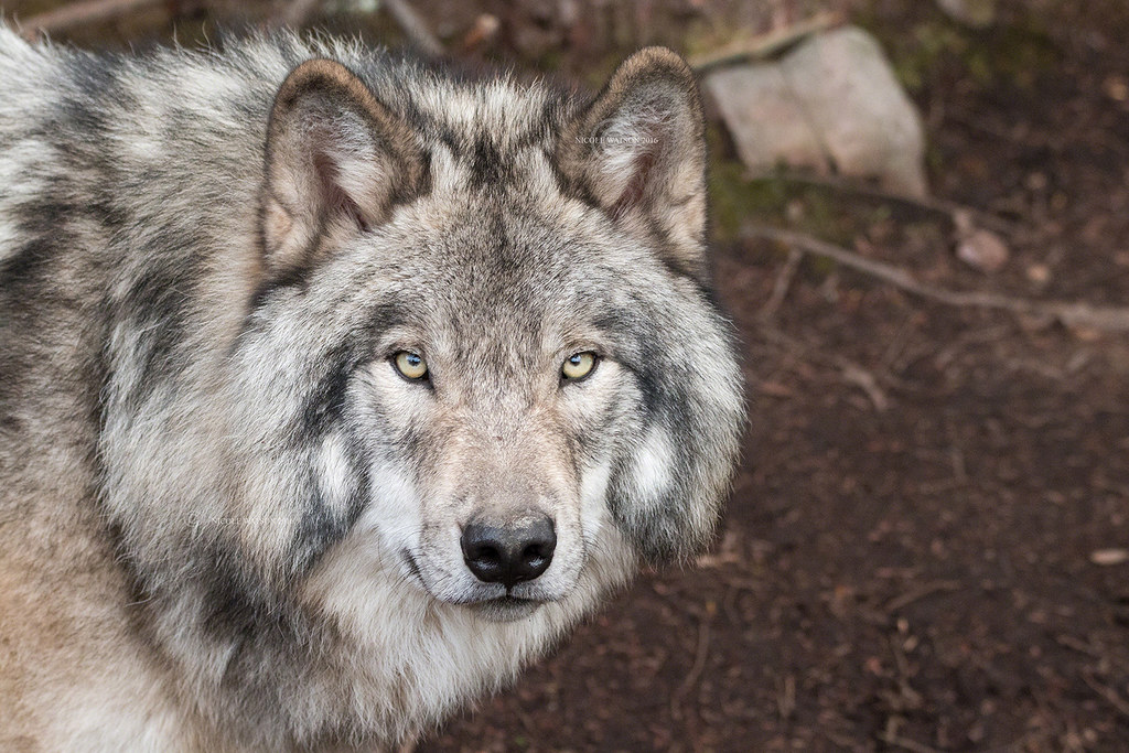 Alaskan Timber Wolf