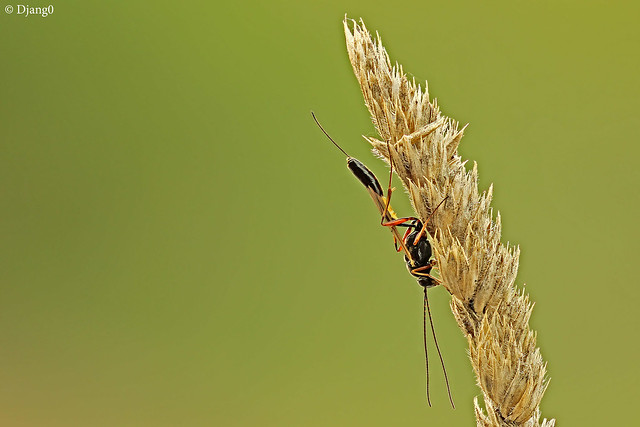 Morning fieldstack : Ichneumonidae