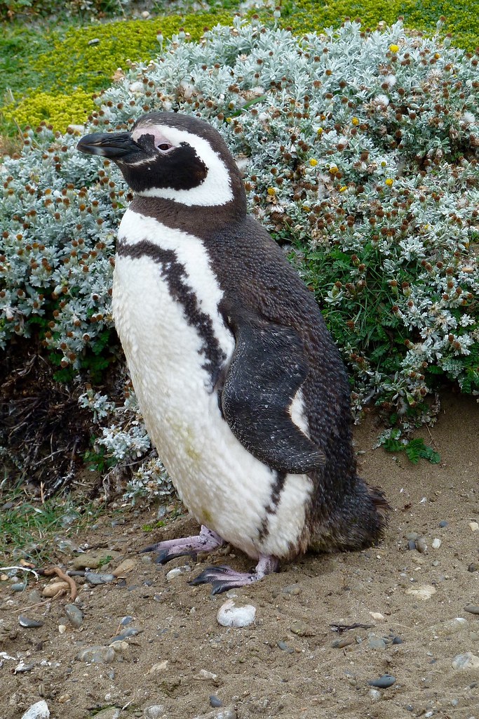 Magellanic Penguin / Spheniscus magellanicus at Seno Otway Pinguinera Punta Arenas Chile