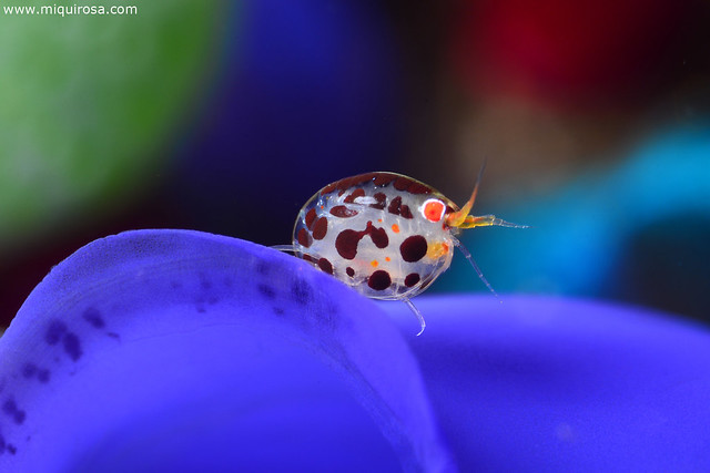 Ladybug Amphipod