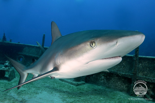 Bahamas Aggressor