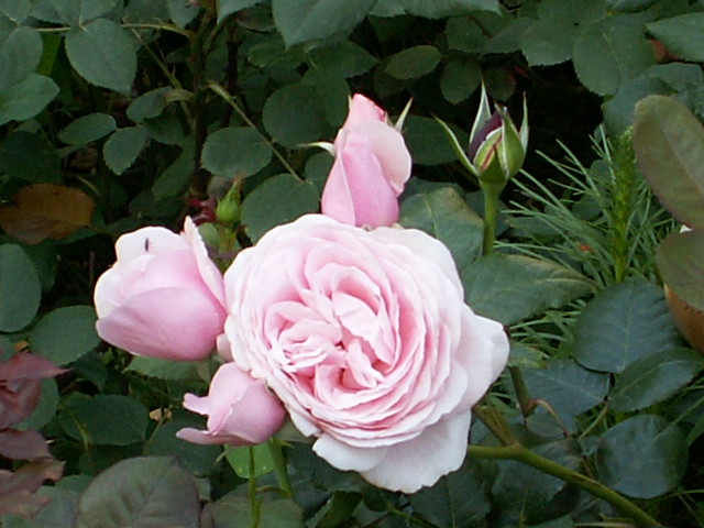 Inside my rose garden lahnstein germany rlp pia nachtsheim