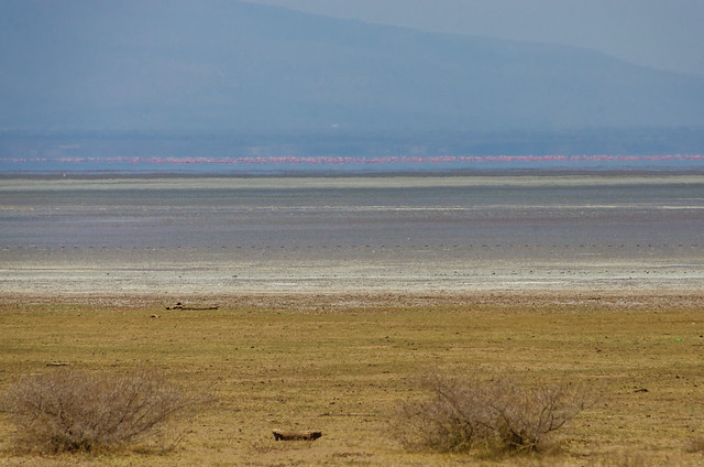 flamingos in the distance