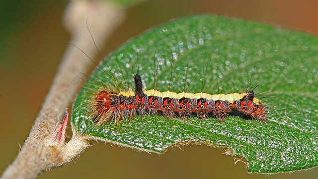 Grey Dagger Moth Caterpillar