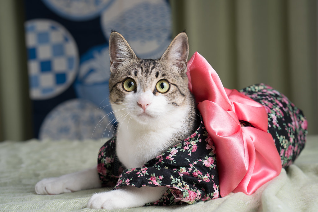 Kimono kitty