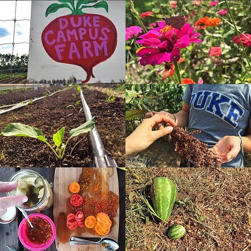 Repost from @dukeforward: Do you know about the Duke Campus Farm and all the incredible things it does? Since DCF was founded in 2010, it has grown from a student project to a working farm providing thousands of pounds of produce each year to campus dinin