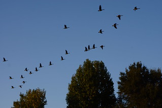 Late afternoon geese departure | by jmlwinder