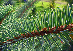 Fir-tree (Picea obovata f. coerulea)