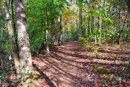 park trees forest georgia university oconee athensga forst