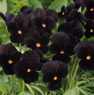 黑三色紫羅蘭花22