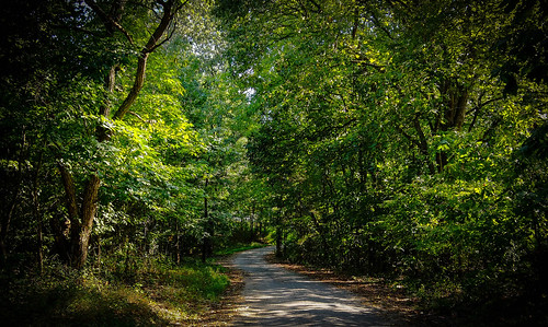 road countryroad trees green kentucky callowaycounty kentuckylake bobbell