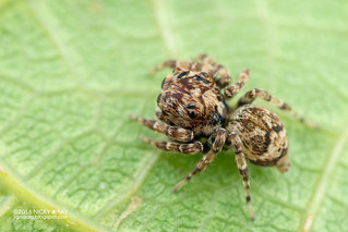 Jumping spider (Leuserattus sp.) - DSC_4796