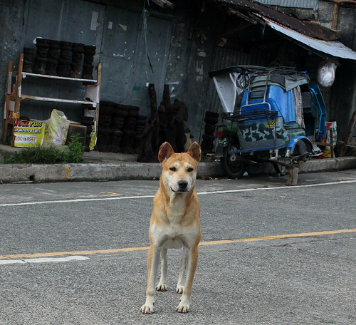 banaue banauericeterraces philippines ifugao rural travel province animal animals dog dogs