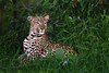 Image: Resting Leopardess