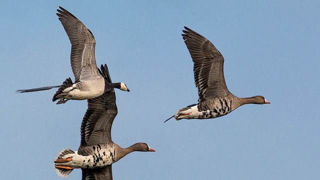 Bläss- und Nonnengänse (White-fronted and Barnacle Goose)