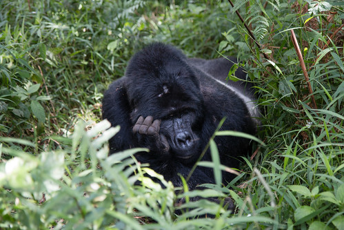 Mountain Gorilla