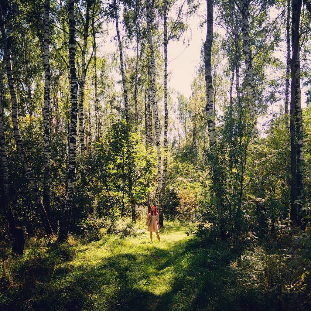 Лес мхт. Алешкин лес в Москве. Леса Москвы. Красивый лес в Москве. Самые красивые леса в Москве.