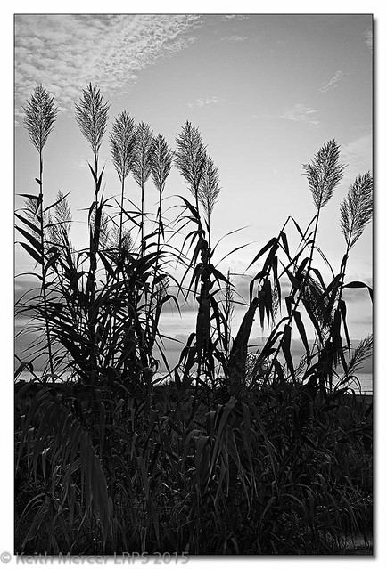 Reeds At Dawn