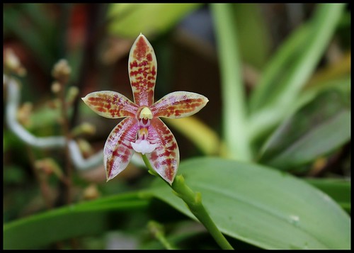 Phalaenopsis 'Meen Estrella' 21115785189_e332abbe34