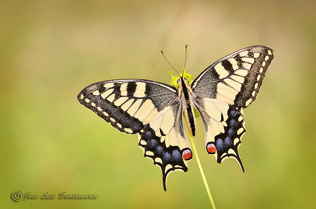 Papilio machaon