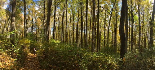 365344 365 344 october232016 oct 102316 baldhead mountain nj new jersey iphone panorama trees forest hiking trail day