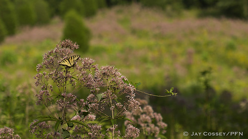 butterfly meadow indiana swallowtail naturephotography martincounty lepidopterabutterfliesmoths photographerjaycossey landscapespictorials