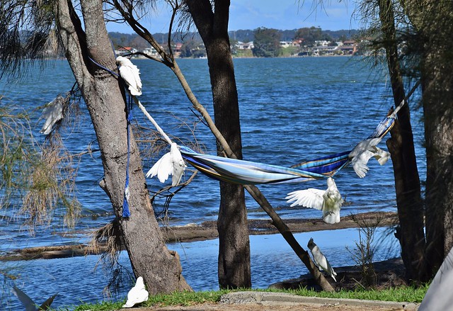 Cockatoos fighting for the hammock!