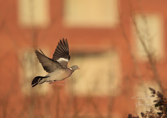 Pigeon ramier ( Columba palumbus ) - Common Wood Pigeon #1154