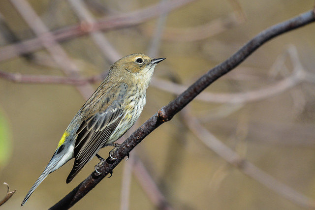 (Myrtle) Yellow-rumped Warbler