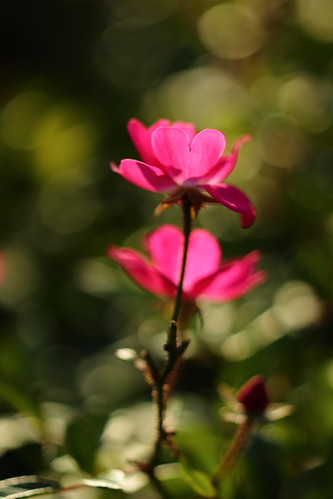 Rose | by Smile Path