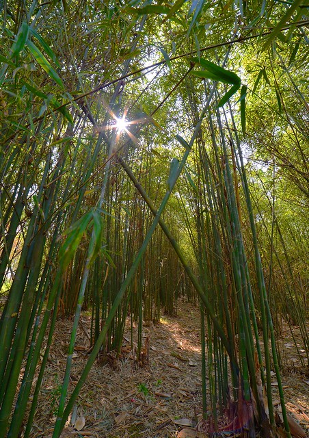 Gulucun - Bamboo Grove