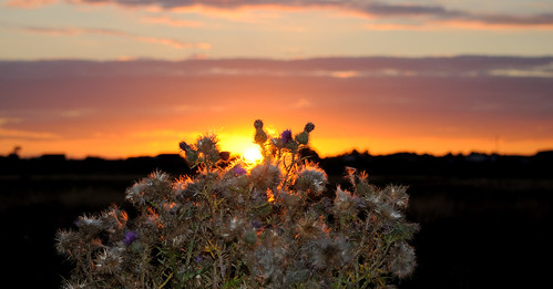 sunset sky nature landscape outdoor wildlife explore serene staffordshire 2015 doxeymarshes