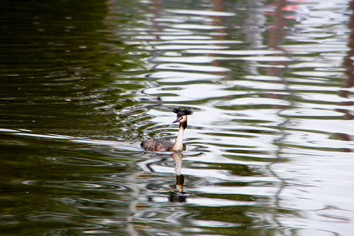 Young grebe on canal, Castlecroft
