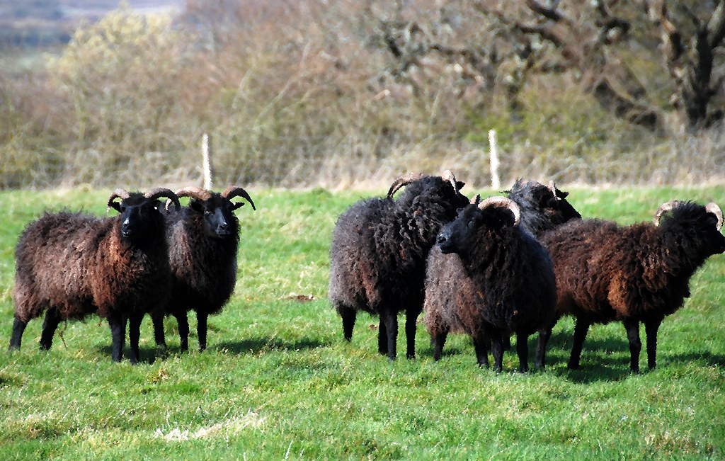 The Black Sheep le Blog | Black sheep, Blog, Sheep