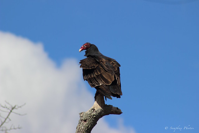 Turkey Vulture Cumberland County New Jersey 101815