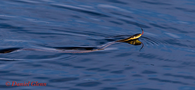 Eastern Gartersnake (Thamnophis sirtalis) swimming to shore